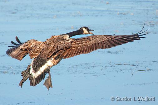 Landing Gear Down_26057.jpg - Canada Goose (Branta canadensis) photographed at Ottawa, Ontario, Canada.